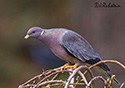 Columba fasciata